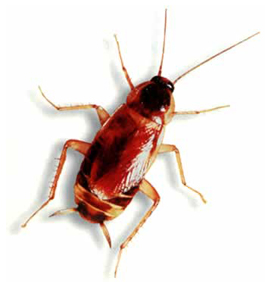 Brown-Banded Cockroach Exterminator Toronto