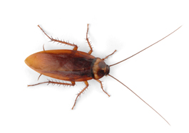 German Cockroach Exterminator Toronto