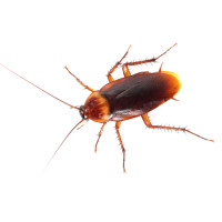 Cockroach