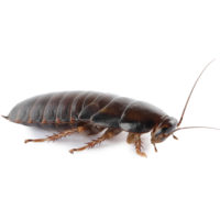 Can I throw dead cockroaches away in the trash?
