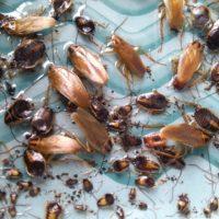 Can cockroaches enter the fridge