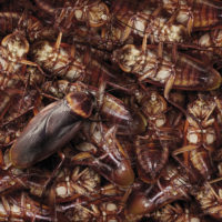 Do spicy foods cooked at home deter cockroaches?