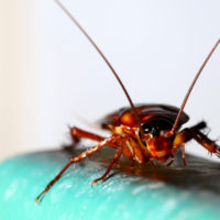 Does having a refrigerator in the garage increase chances of getting roaches?