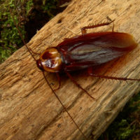 How to plan for a cockroach control visit?