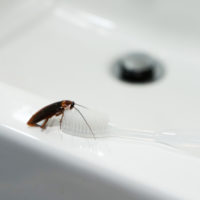 Is it possible to carry cockroaches from one home to the other