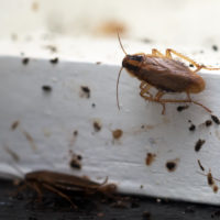 Questions to ask that you want to be answered from your pest control tech