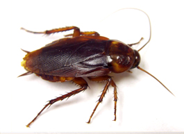 American Cockroach