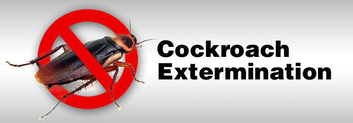 Cockroach extermination in Toronto