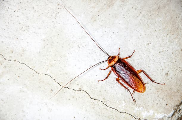 Home-Remedy-For-Cockroaches-In-Cabinet