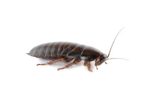 Can I throw dead cockroaches away in the trash?
