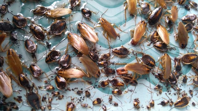 Cockroaches can lay many eggs