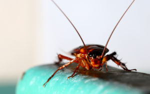 Does having a refrigerator in the garage increase chances of getting roaches?