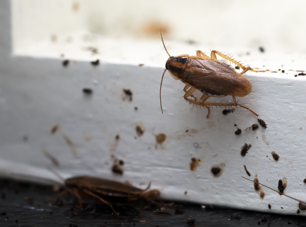 Questions to ask that you want to be answered from your pest control tech