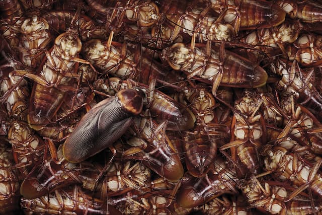 Do spicy foods cooked at home deter cockroaches