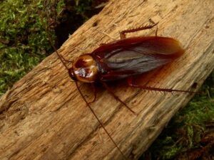 How to plan for a cockroach control visit