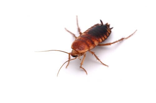 Do-Newer-Condos-Have-Cockroach-Problems-In-Toronto