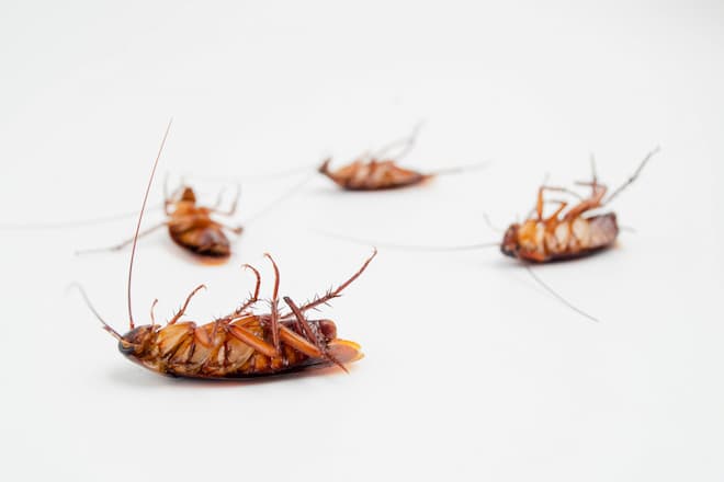 How To Get Rid Of Small Cockroaches In Kitchen Cabinets