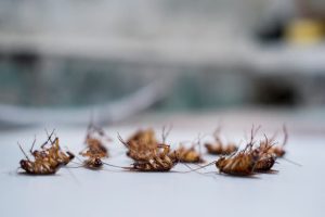 how-to-get-rid-of-small-cockroaches-in-kitchen-naturally