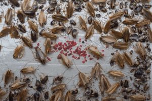 how-long-does-it-take-cockroach-eggs-to-hatch