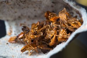 cockroach-vs-poop-eggs