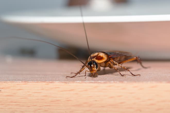 does-washing-clothes-kill-cockroach-eggs