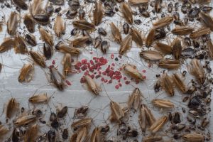 cockroach-spray-dangerous-humans
