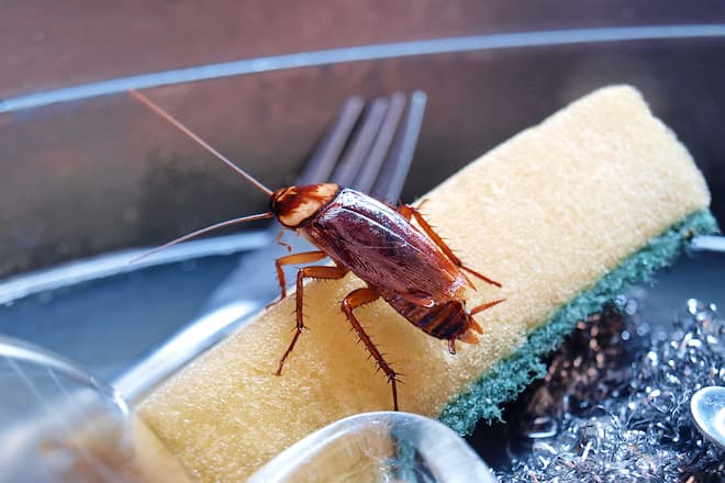 Where Do Cockroaches Come From In The Kitchen
