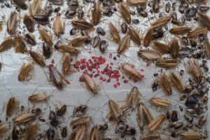 does-insect-spray-kill-cockroaches