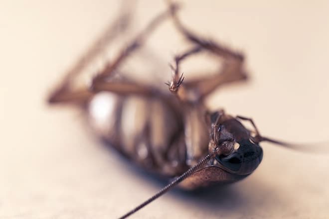 what-temperature-kills-cockroaches