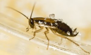 what-to-spray-to-kill-cockroaches