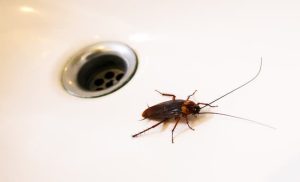 essential-oil-spray-for-cockroaches