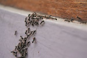 how-to-remove-carpenter-ants (2)